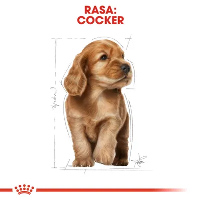 Ilustrație cu un câine de rasă Cocker, text vizibil: RASA: COCKER. Fundal alb, schiță cu dimensiuni notate pe lateral.