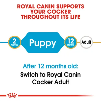 Feeding guide: Use Royal Canin Puppy from 2 to 12 months, then switch to Royal Canin Cocker Adult after 12 months. Supports your cocker throughout its life.