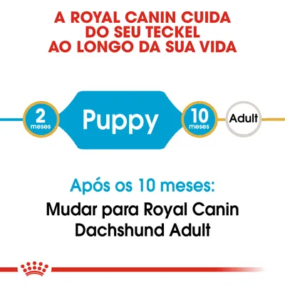A Royal Canin cuida do seu Teckel ao longo da vida. Puppy dos 2 aos 10 meses. Após os 10 meses: mudar para Royal Canin Dachshund Adult.