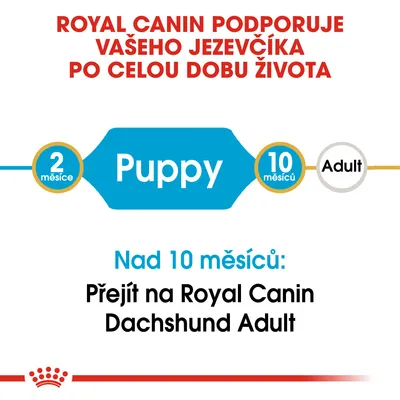 Royal Canin podporuje jezevčíka po celý život. Puppy 2–10 měsíců, poté přejít na Royal Canin Dachshund Adult nad 10 měsíců.