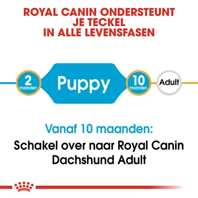 Royal Canin ondersteunt je teckel in alle levensfasen. Puppy: 2–10 maanden. Vanaf 10 maanden: schakel over naar Royal Canin Dachshund Adult.