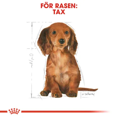 Illustration av tax med texten 'FÖR RASEN: TAX' ovanför. Skissade måttlinjer runt hunden, Royal Canin-symbol längst ner.