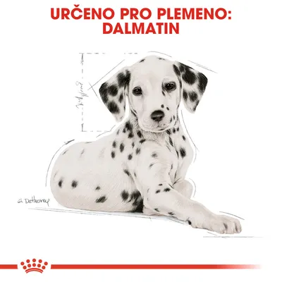 Text: URČENO PRO PLEMENO: DALMATIN. Ilustrace ležícího dalmatina s náčrtem proporcí těla.