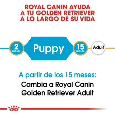 ROYAL CANIN ayuda a tu Golden Retriever a lo largo de su vida. Puppy: 2–15 meses. A partir de los 15 meses, cambia a Royal Canin Golden Retriever Adult.