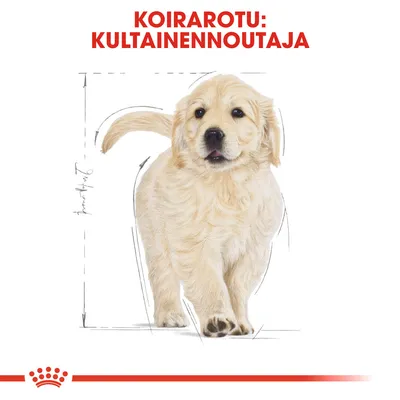 Koirarotu: kultainennoutaja. Kuvassa vaalea kultainennoutajapentu, taustalla mittapiirrosviivoja. Alareunassa Royal Canin -brändin kruunusymboli.