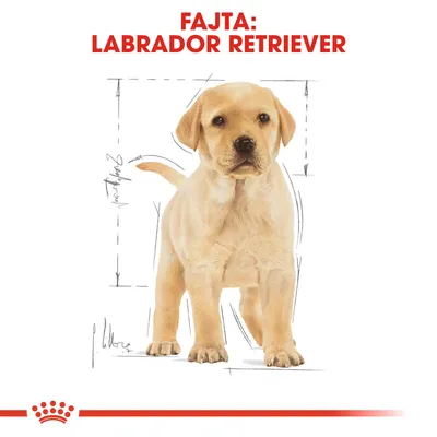 Fajta: Labrador Retriever felirat, alatta labrador retriever kölyökkutya illusztrációja méretvonalakkal.