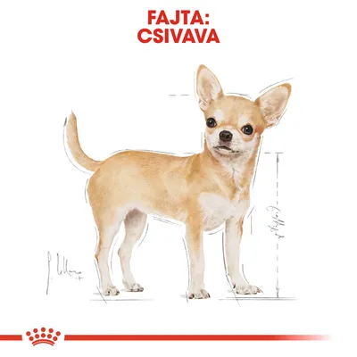 Fajta: csivava felirat egy csivava kutya illusztrációja felett, méretarányos vonalakkal a test mellett.