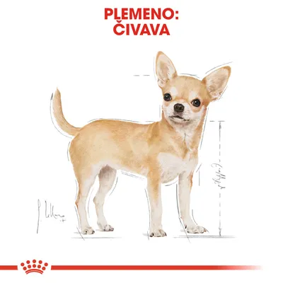 Ilustrácia psa s nápisom „Plemeno: čivava“ v hornej časti obrázka, viditeľné rozmery tela naznačené čiarami.