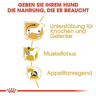 Grafik mit Text: 'Geben Sie Ihrem Hund die Nahrung, die er braucht'. Unterstützung für Knochen und Gelenke, Muskeltonus, Appetitanregend.