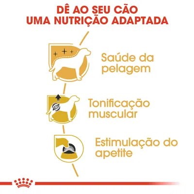 Dê ao seu cão uma nutrição adaptada: saúde da pelagem, tonificação muscular, estimulação do apetite.