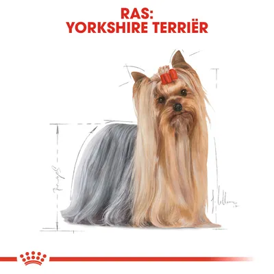 Ras: Yorkshire Terriër, afbeelding van een Yorkshire Terriër met lange vacht en rode strik, omringd door schetslijnen. Merk Royal Canin zichtbaar onderaan.
