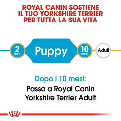 Royal Canin sostiene il tuo Yorkshire Terrier per tutta la sua vita. Puppy da 2 a 10 mesi, poi passa a Royal Canin Yorkshire Terrier Adult dopo i 10 mesi.
