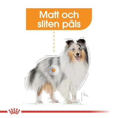 Illustration av hund med texten 'Matt och sliten päls' i orange ruta ovanför, pil pekar mot hundens päls.