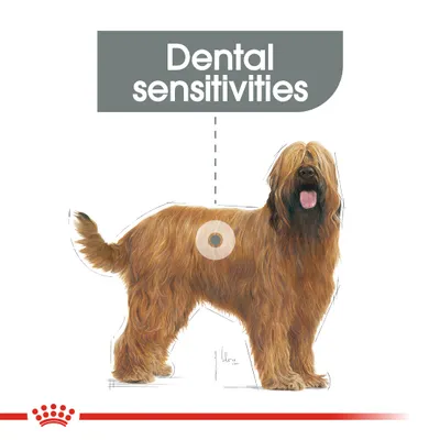 Text 'Dental sensitivities' above illustration of a long-haired dog. Red crown logo at the bottom. No other visible product or packaging details.