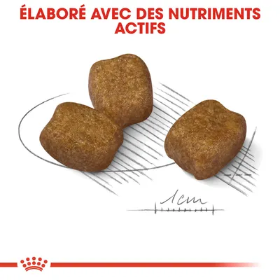 Trois croquettes carrées, texte en haut : « Élaboré avec des nutriments actifs », échelle dessinée indiquant 1 cm pour la taille des croquettes.