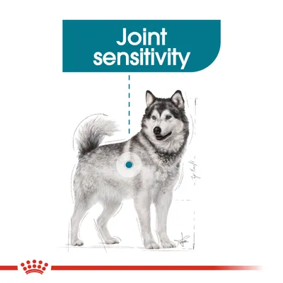 Diagram highlighting joint sensitivity in a dog, with text 'Joint sensitivity' and a marked area on the leg to indicate focus on joint health.