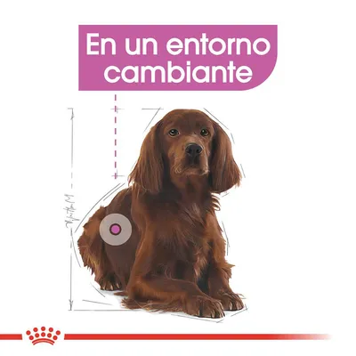 Texto visible: En un entorno cambiante. Ilustración de perro marrón con marcas de medidas y símbolo circular en el costado. Elemento gráfico rojo en la parte inferior.
