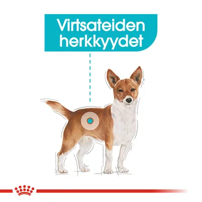 Kuvassa koira, jonka lantion kohdalla ympyrä ja teksti: Virtsateiden herkkyydet. Havainnollistaa virtsateihin liittyvää aluetta koiralla.