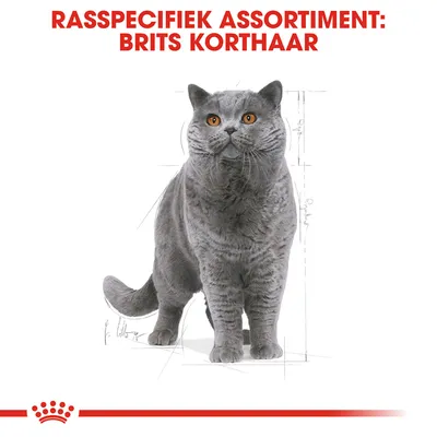 Rasspecifiek assortiment: Brits Korthaar. Afbeelding van een grijze Brits Korthaar kat, bedoeld voor rasspecifieke producten.