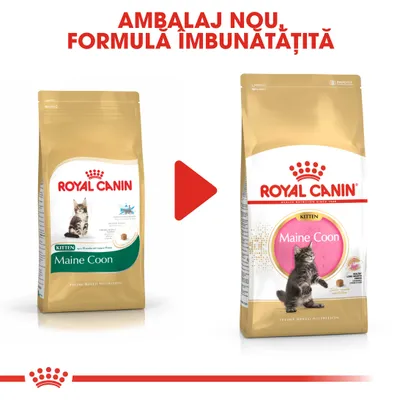 Royal Canin Kitten Maine Coon – imagine comparativă cu vechiul și noul ambalaj, text vizibil: „AMBALAJ NOU, FORMULA IMBUNĂTĂȚITĂ”