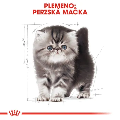 Plemeno: perzská mačka. Ilustrácia mačiatka s dlhšou srsťou, v pozadí technické nákresy proporcií tela. Značka Royal Canin v dolnej časti.