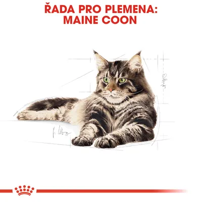 ŘADA PRO PLEMENA: MAINE COON, ilustrace ležící kočky Maine Coon, červený pruh a korunka dole