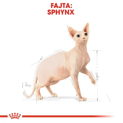 Fajta: Sphynx – illusztráció egy szőrtelen macskáról, anatómiai vázlatvonalakkal. Felül piros szöveg: FAJTA: SPHYNX.