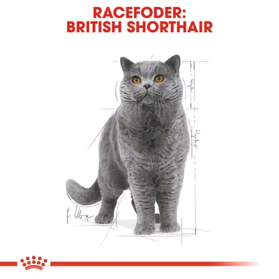 Racefoder: British Shorthair. Billede af en grå British Shorthair kat med orange øjne, stående foran tekniske skitser.