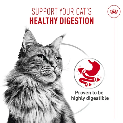 Royal Canin Digestive Care AirLift™ Mousse