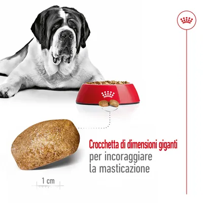 Cane di taglia grande vicino a ciotola Royal Canin con crocchette giganti. Testo: Crocchetta di dimensioni giganti per incoraggiare la masticazione. Scala 1 cm.