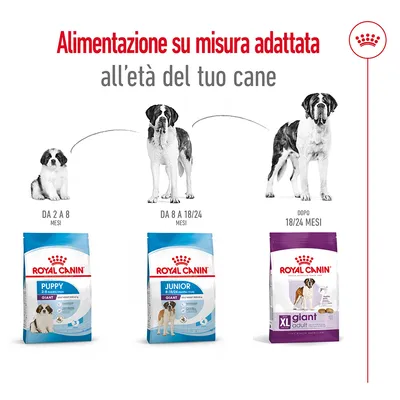 Royal Canin Puppy Giant da 2 a 8 mesi, Junior Giant da 8 a 18/24 mesi, XL Giant Adult dopo 18/24 mesi. Alimentazione su misura adattata all’età del cane.