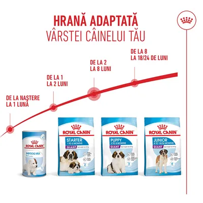 Royal Canin Babydog Milk, Starter Giant, Puppy Giant și Junior Giant. Recomandare de hrănire în funcție de vârstă: de la naștere până la 24 de luni, în patru etape. Royal Canin Babydog Milk, Starter Giant, Puppy Giant și Junior Giant. Recomandare de hrănire în funcție de vârstă: de la naștere până la 24 de luni, în patru etape.