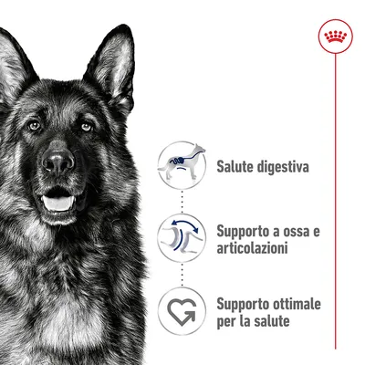 Salute digestiva, supporto a ossa e articolazioni, supporto ottimale per la salute: tre benefici elencati con icone accanto a un cane. Simbolo Royal Canin in alto a destra.