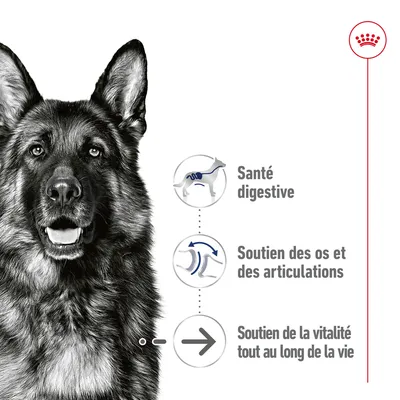 Santé digestive, soutien des os et des articulations, soutien de la vitalité tout au long de la vie affichés à côté d’un chien. Marque Royal Canin visible en haut à droite.