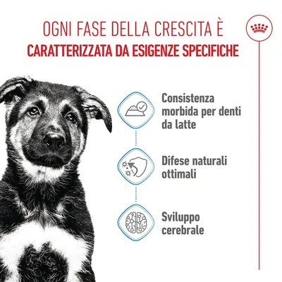 Royal Canin Maxi Puppy umido in salsa per cane