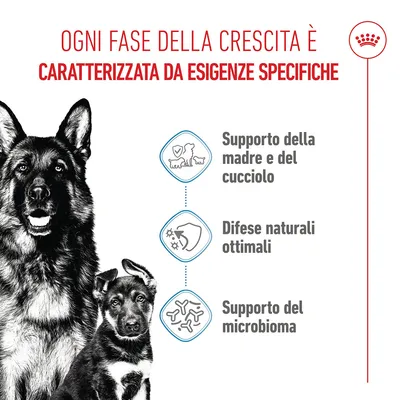 Royal Canin Maxi Starter Mother & Babydog Crocchette per cane