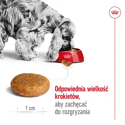 Pies przy misce z karmą, powiększony krokiet o średnicy 1 cm. Tekst: Odpowiednia wielkość krokietów, aby zachęcać do rozgryzania.
