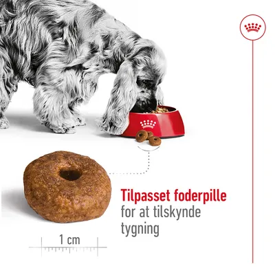 Hund spiser af rød skål med Royal Canin-krone, stor foderpille vist med målestok 1 cm. Tekst: Tilpasset foderpille for at tilskynde tygning.