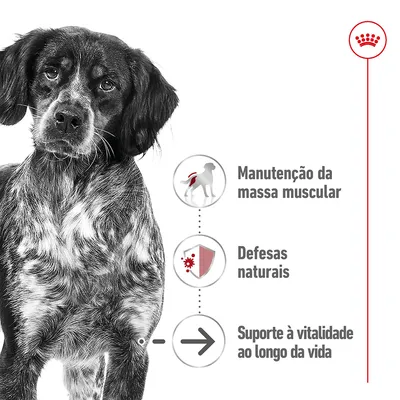 Manutenção da massa muscular, defesas naturais, suporte à vitalidade ao longo da vida. Texto junto a ícones informativos ao lado de um cão. Marca Royal Canin visível no canto superior direito.