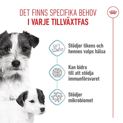 Royal Canin Mini Starter Mother & Babydog