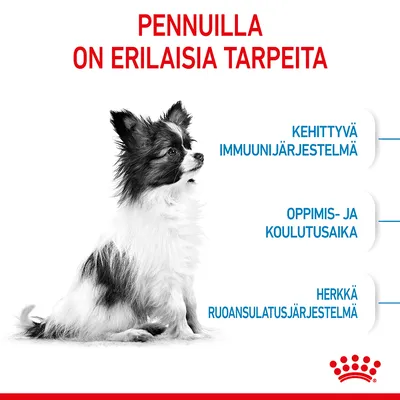 Pennuilla on erilaisia tarpeita: kehittyvä immuunijärjestelmä, oppimis- ja koulutusaika, herkkä ruoansulatusjärjestelmä. Kuvassa pieni koira. Royal Canin -logo alareunassa.