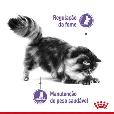 Royal Canin Appetite Control Care ração para gatos