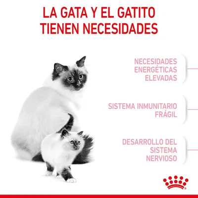 La gata y el gatito tienen necesidades: energéticas elevadas, sistema inmunitario frágil, desarrollo del sistema nervioso. Marca Royal Canin visible en la parte inferior.