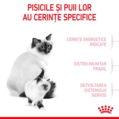 Pisicile și puii lor au cerințe specifice: cerințe energetice ridicate, sistem imunitar fragil, dezvoltarea sistemului nervos. Text vizibil în imagine.