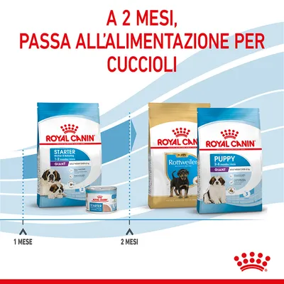 A 2 mesi, passa all'alimentazione per cuccioli. Royal Canin Starter 1–2 mesi, Puppy Giant 2–8 mesi, Rottweiler Puppy 2–8 mesi. Indicazioni temporali: 1 mese, 2 mesi.