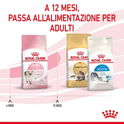 A 12 mesi, passa all’alimentazione per adulti. Royal Canin Kitten fino a 12 mesi, poi Royal Canin Maine Coon Adult o Home Life Indoor. Indicazioni: 4 mesi, 12 mesi.