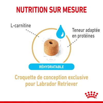 Croquette réhydratable, L-carnitine, teneur adaptée en protéines, conception exclusive pour Labrador Retriever. Texte : NUTRITION SUR MESURE.