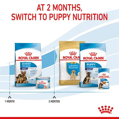 Feeding guide showing Royal Canin Starter food for 1-2 months, then switching to Royal Canin Puppy or Labrador Retriever food at 2 months. Text: At 2 months, switch to puppy nutrition.