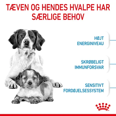 Tæven og hendes hvalpe har særlige behov. Højt energiniveau, skrøbeligt immunforsvar, sensitivt fordøjelsessystem. Hund med hvalp vises.