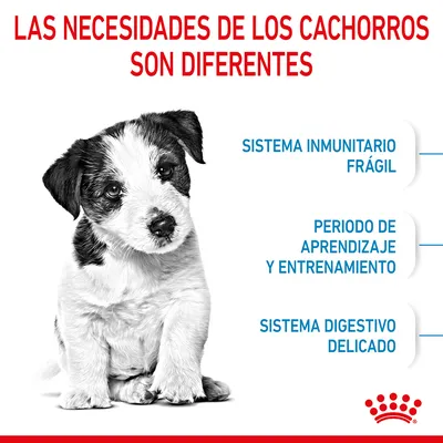 Las necesidades de los cachorros son diferentes: sistema inmunitario frágil, periodo de aprendizaje y entrenamiento, sistema digestivo delicado. Imagen de un cachorro y logotipo Royal Canin.
